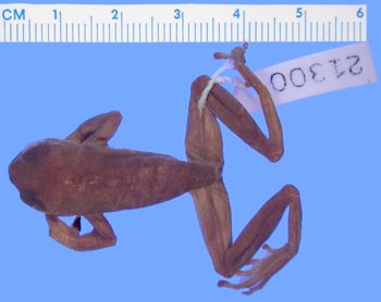 Media type: image; Herpetology A-21300
